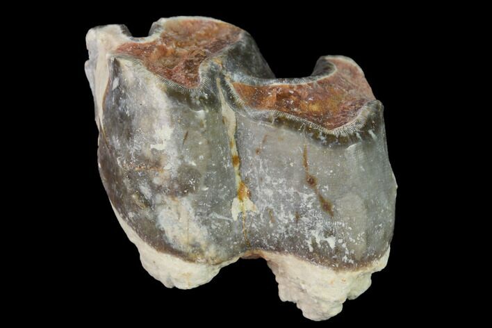 Fossil Running Rhino (Hyracodon) Molar - South Dakota #160934